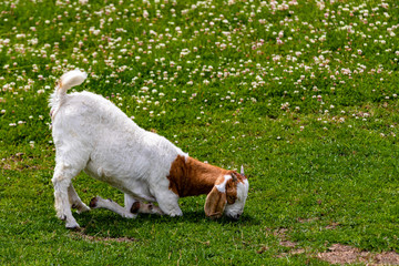 a goat is eating on knees