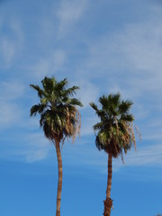 Two Palm Trees Against the Sky
