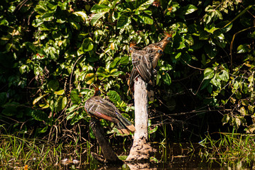 Birds resting on tree in Lake Sandoval - Peru