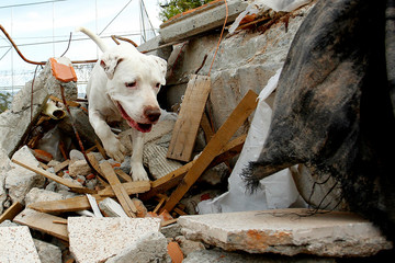 white pit bull rescue dog