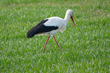 stork walks across a green meadow and looks for food