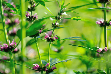 Leonurus sibiricus flowers in spring garden