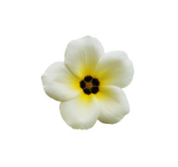 Close-up beautiful white of Turnera subulata flower on white background. Flower known by the common names white buttercup, sulphur alder, politician's flower, dark-eyed turnera, and white alder
