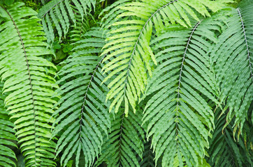 Fototapeta na wymiar Beautiful green pattern of wild fern leaves