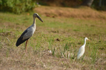 Obraz premium great blue heron in flight,bird hunting time on paddy field,asian open bill.
