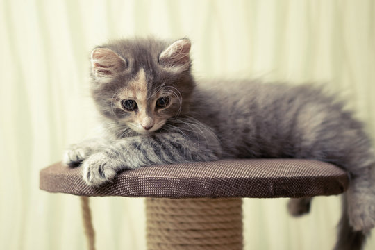 Gray fluffy kitten lies on top of a game complex with scratching post