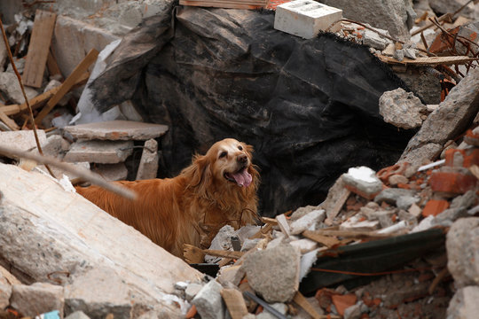  rescue dogs