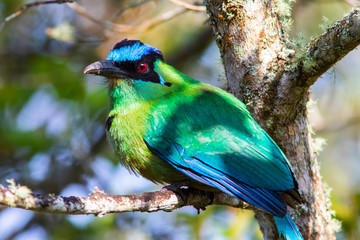 Andean Motmot (Momotus aequatorialis) in the colombian forest