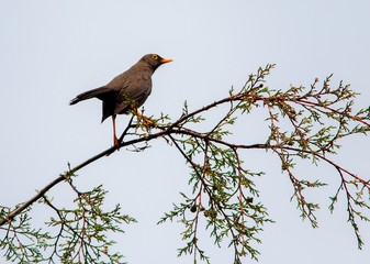 Great Thrush (Turdus fuscater) in the colombian forest