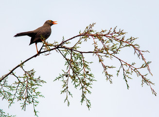 Great Thrush (Turdus fuscater) in the colombian forest