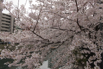 Blooming Cherry Blossom in Japan