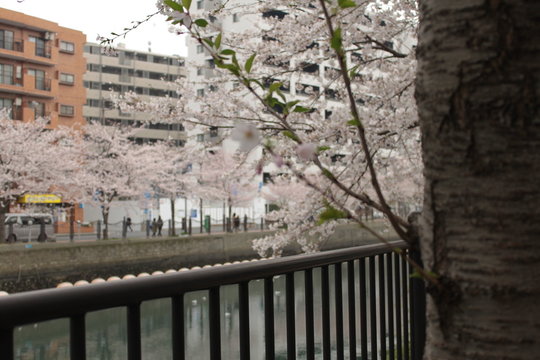 Blooming Cherry Blossom in Japan
