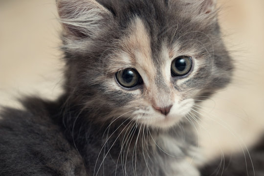Cute gray kitten lies on a fluffy cream fur blanket, close-up portrait