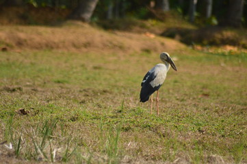 Asian open bill on grass,asian open bill,paddy field.