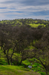 Fototapeta na wymiar Rolling hills of Catheys Valley in California in winter with fresh green grass