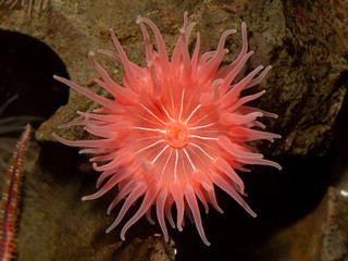 Naklejka na ściany i meble P1010080 pink brooding anemone, Epiactis prolifera, British Columbia, Canada cECP 2020