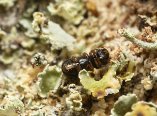 Underside of a bark beetle with a parasite 