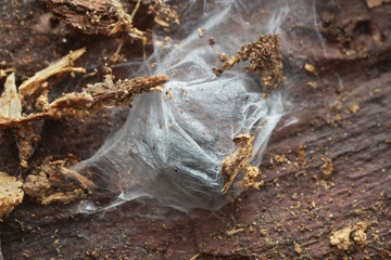 Spider in nest on pine wood