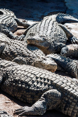 Closeup of Alligators lying in the sun