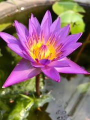 Purple lotus in a pond.