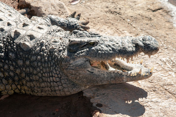 Closeup of Alligators lying in the sun