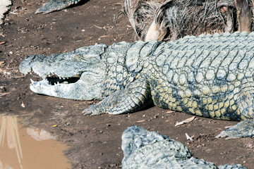Closeup of Alligators lying in the sun
