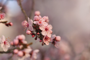 pink flowers on peach, plum or cherry tree branches in spring.