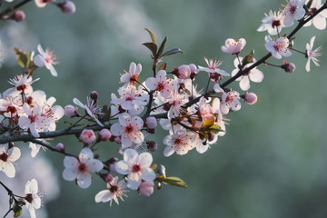 pink flowers on peach, plum or cherry tree branches in spring.