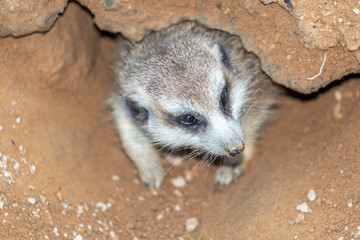 Cute Meerkat hiding in a hole