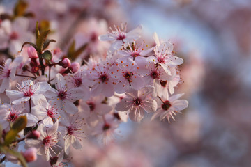 pink flowers on peach, plum or cherry tree branches in spring.