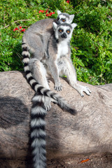 Two ring-tail lemurs sitting on a rock