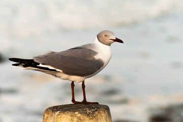 Grey and white seagull standing on a rock