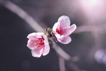 pink flowers on peach, plum or cherry tree branches in spring.