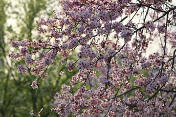 pink flowers on peach, plum or cherry tree branches in spring.