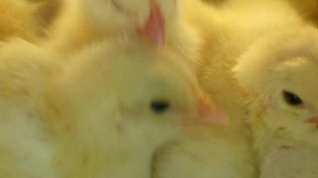 Closeup view of little chicks hatched from an eggs in incubator at the agricultural farm