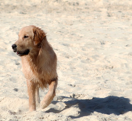 Golden Retriever on the beach