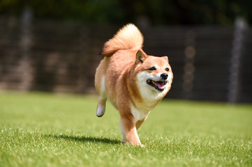 ドッグランで走る柴犬