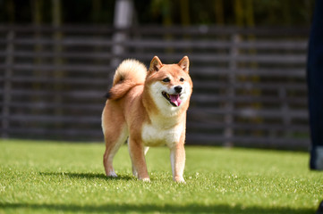 ドッグランで走る柴犬