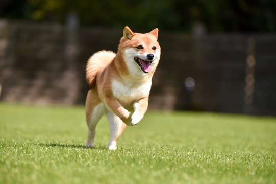 ドッグランで走る柴犬 Stock 写真 Adobe Stock ドッグランで走る柴犬 Stock 写真 Adobe Stock