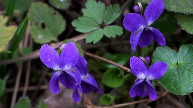 Wild Violet (Viola papilionacea) in natural environment - (4K)