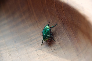 rose beetle on wooden background