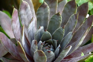 The large socket of a plant a sempervivum with thick leaves of a sakulent of blue color.