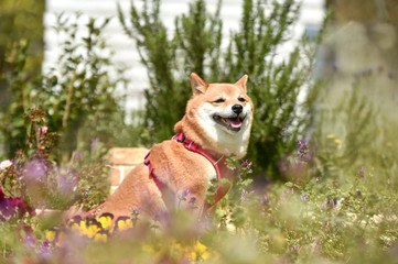 柴犬