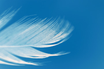 white feather against blue sky