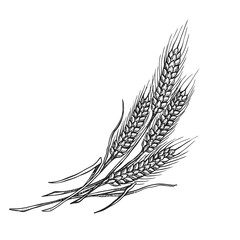 wheat drawing illustration in black and white on isolated background,
