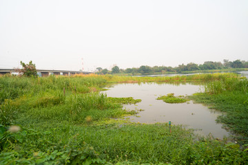 green trees nature landscape view. showing the lake and cloudy white sky