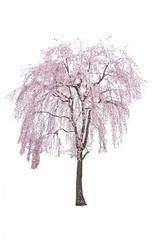 Cherry Blossom (Sakura) blooming isolated on white background.