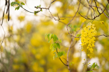 the seasonal local thai yellow flowers over the cloudy white sky