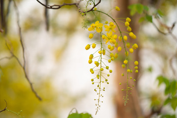 the seasonal local thai yellow flowers over the cloudy white sky