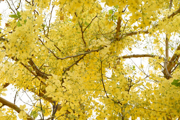 Fototapeta premium the seasonal local thai yellow flowers over the cloudy white sky